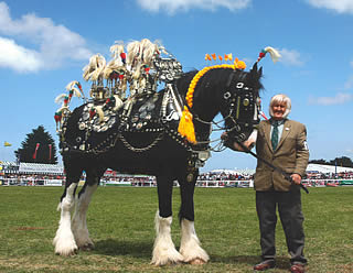 shire horses